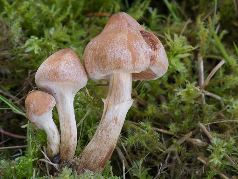 Cortinarius hinnuleus